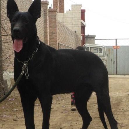 黑狼犬幼犬最新出售信息