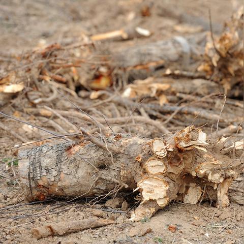 山西临猗苹果最新价格走势分析
