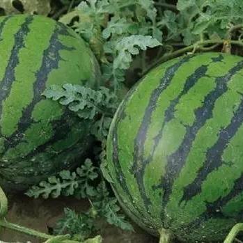 辽宁西瓜价格行情最新分析