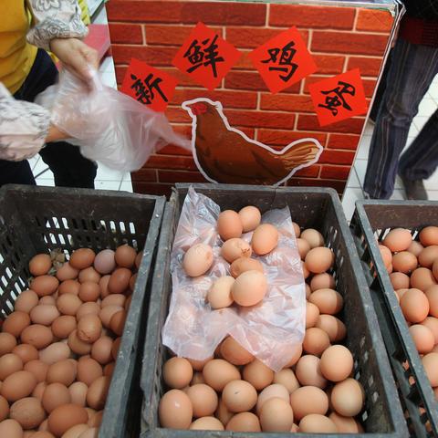 河南鸡蛋价格最新行情分析概览